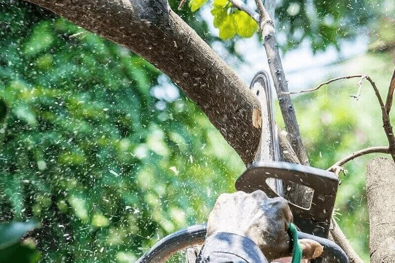 What Changes The Price Of Tree Lopping In Sydney?