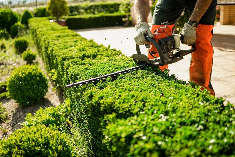 Garden Clean Up, Hedging And Pruning In Sydney