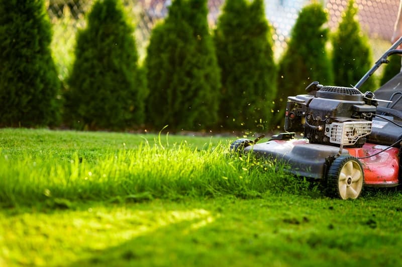 How Often Should You Have Your Garden Maintained?