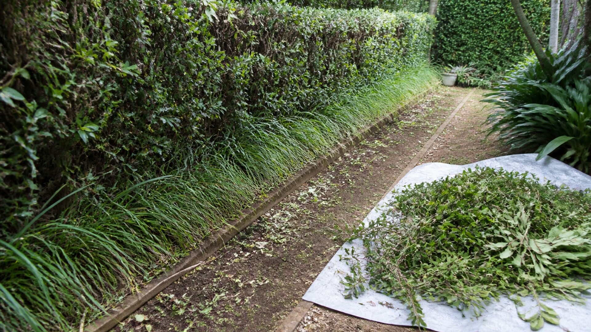 Garden tidy-up with a clipped hedge, cleared edge and organised green cuttings