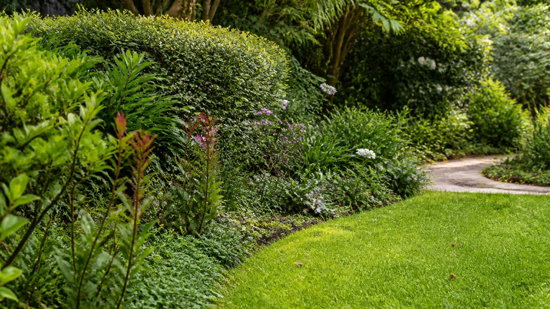 Garden showing lawn-edge growth, hedge tips and slower established shrubs