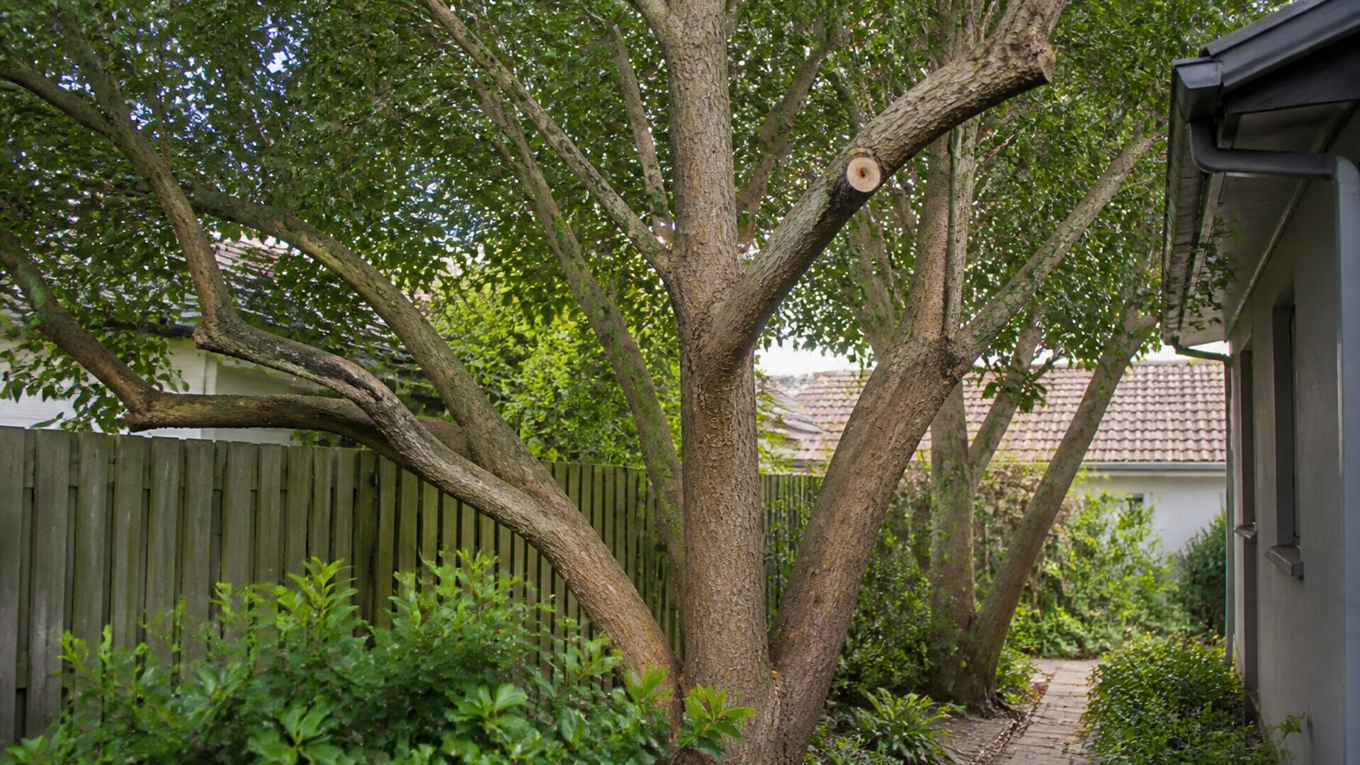 Mature suburban tree with different branch sizes and restricted access around it