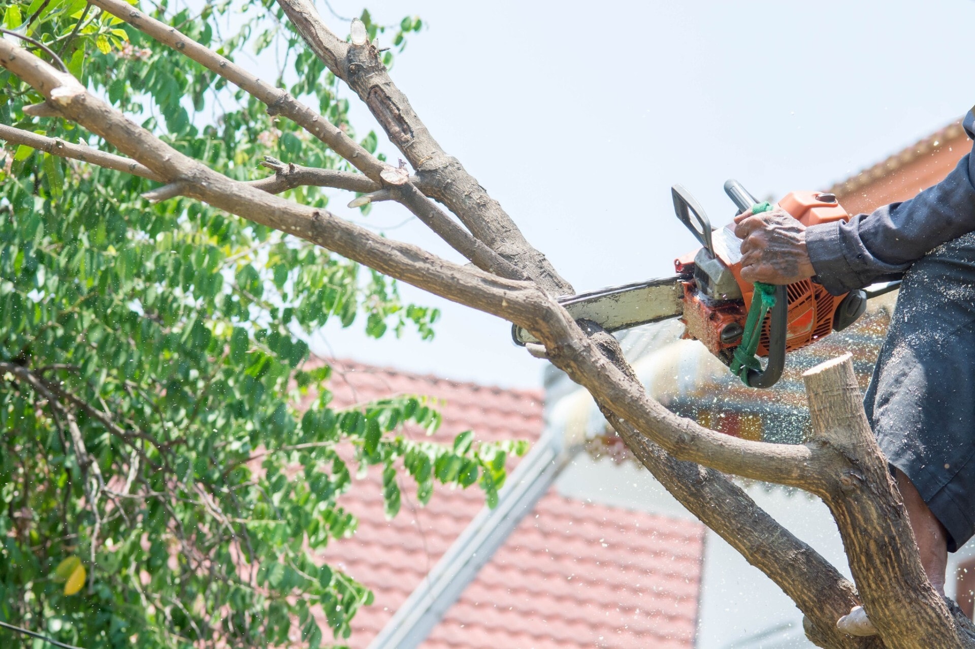Tree branch being pruned with a chainsaw