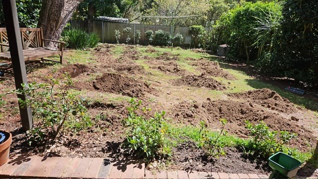Lane Cove lawn before replacement and edging work