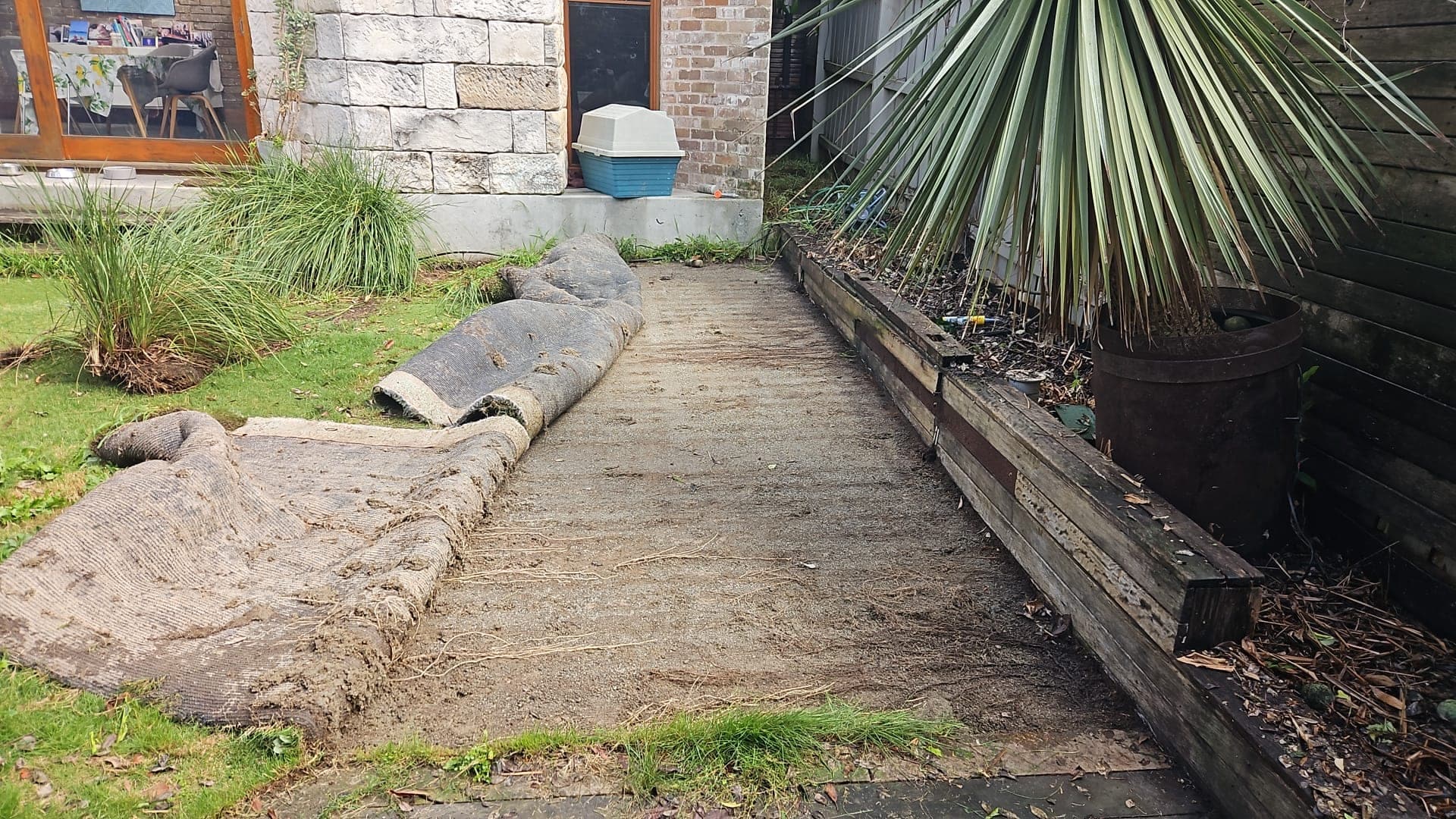 Failed synthetic grass before removal in the Willoughby backyard
