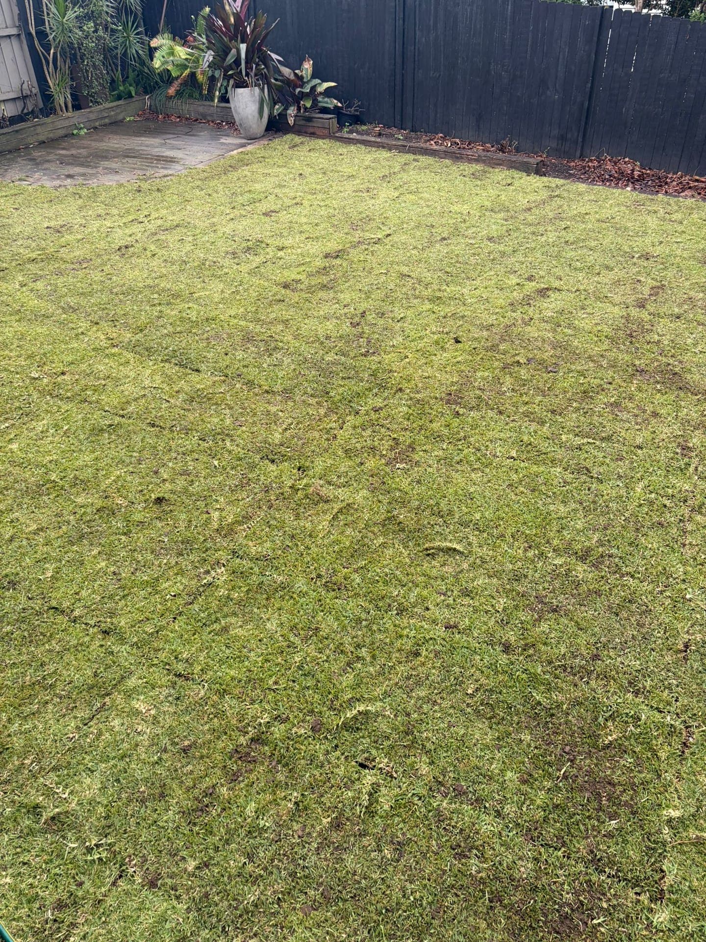 Completed Sir Walter lawn with cleaner falls and softer outdoor finish