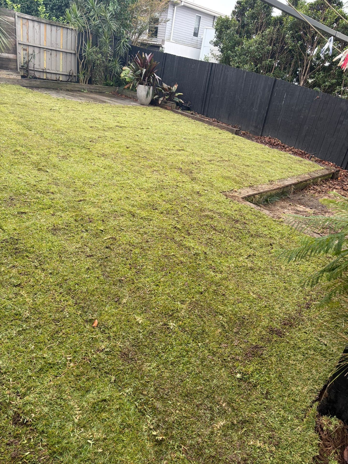Willoughby Sir Walter lawn replacement