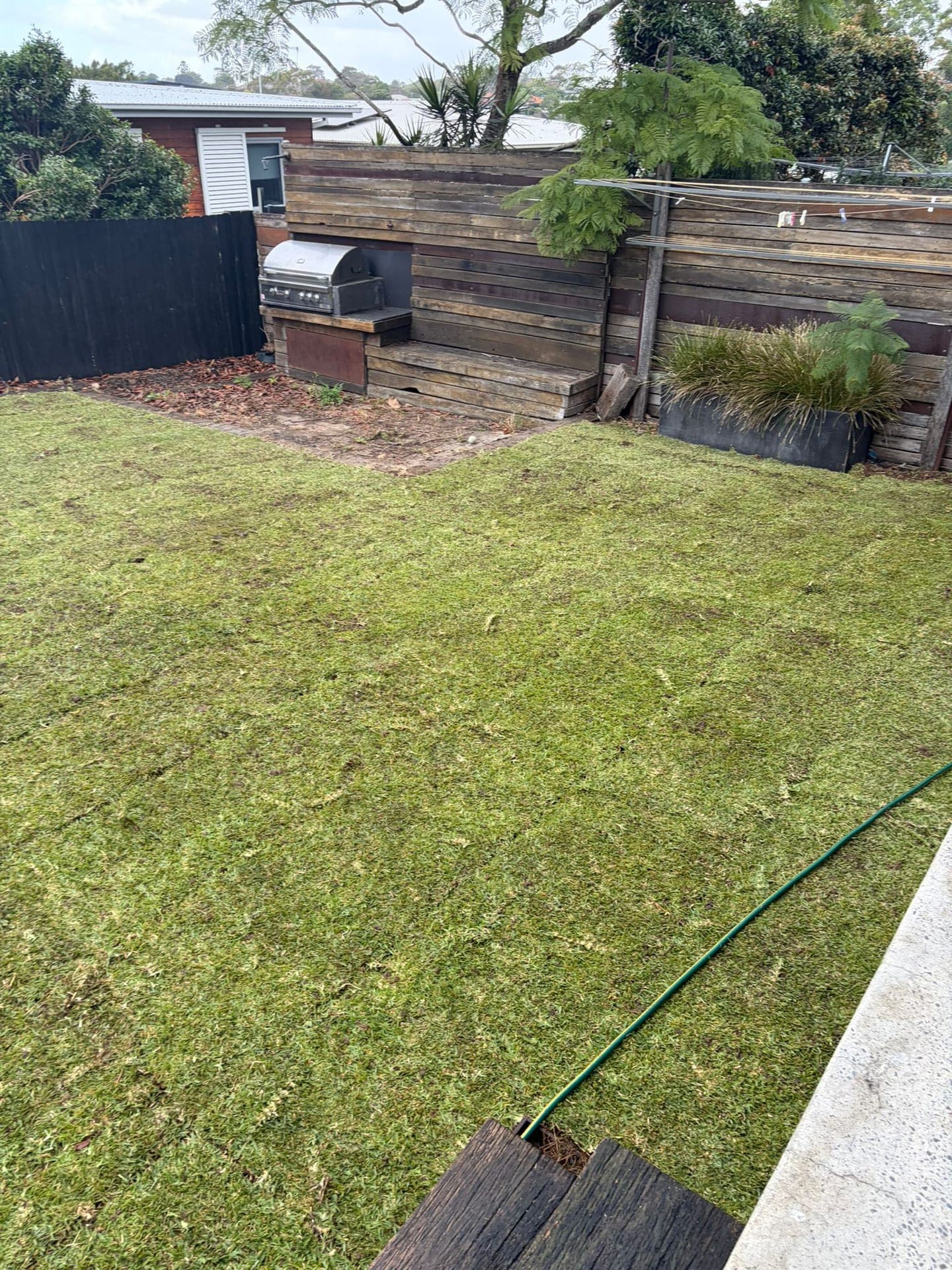 Sir Walter turf installed across the corrected lawn area