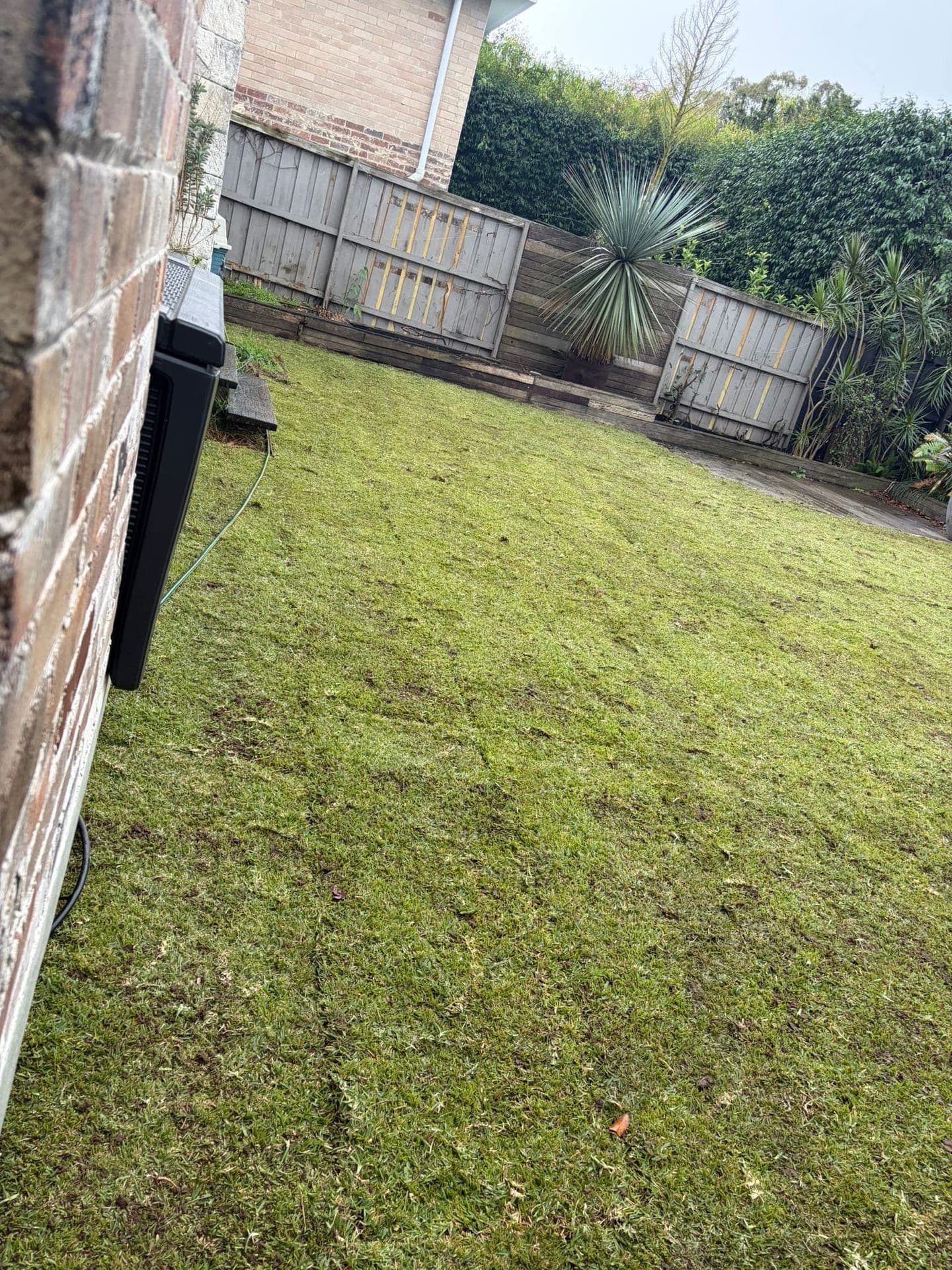 New turf settling into the levelled Willoughby backyard