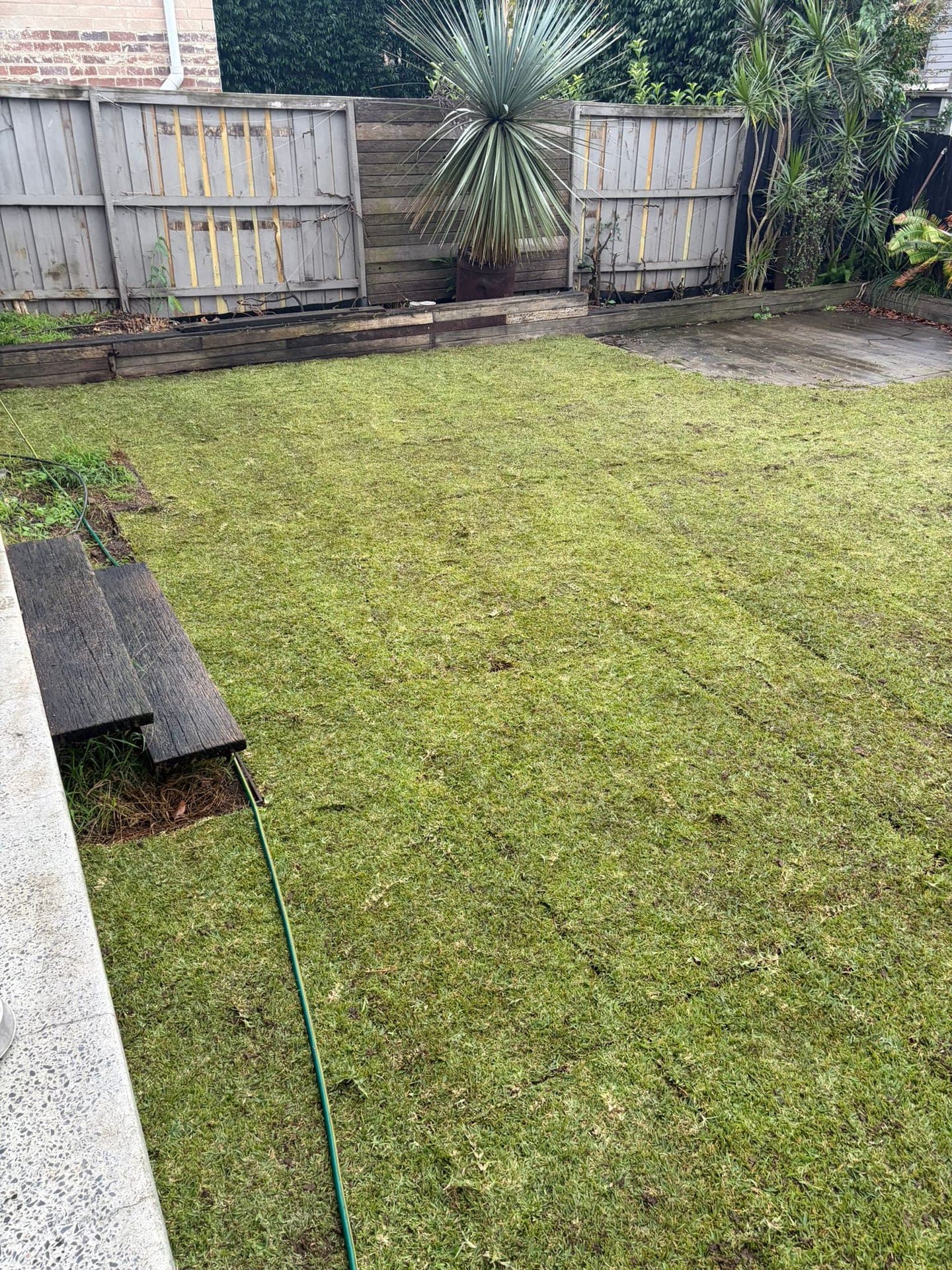Finished natural lawn replacing the old synthetic grass surface