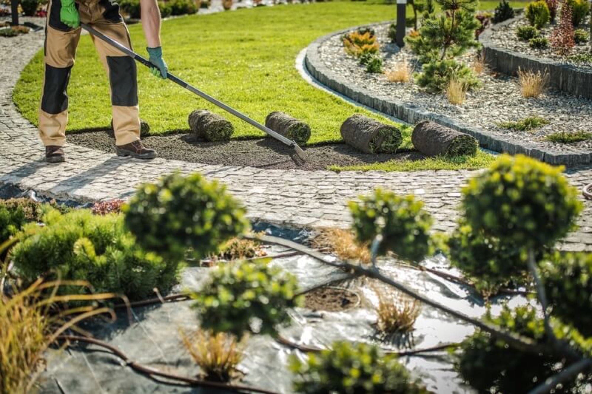 Landscaper rolling turf beside curved garden beds and paving