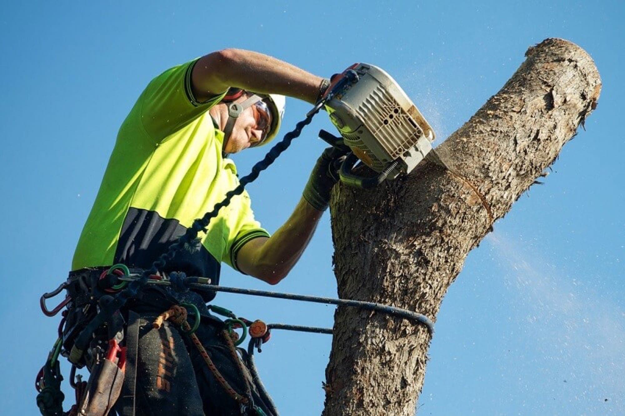 tree lopping work in Sydney