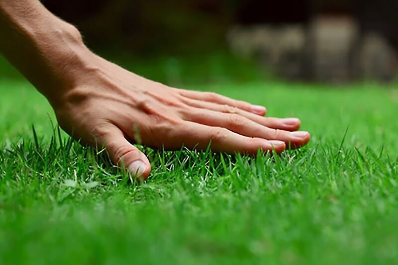 Professional Lawn Care Tips