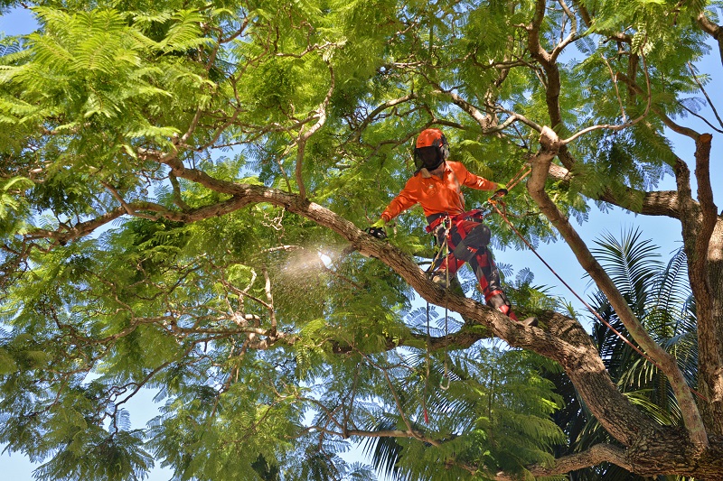 Expert Tree Lopping Services Hills District