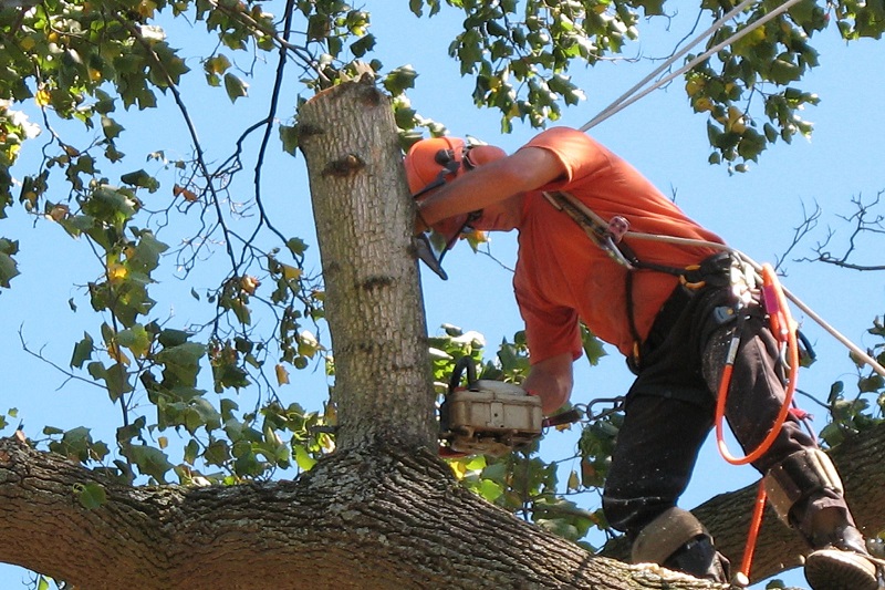 Professional Tree Lopping Services Hornsby